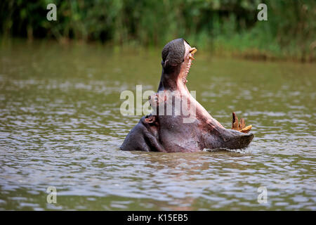 Hippo (Hippopatamus amphibius), Erwachsener, in Wasser, bedrohlich, Gähnen, Porträt, Saint Lucia Estuary, Isimangaliso Wetland Park Stockfoto