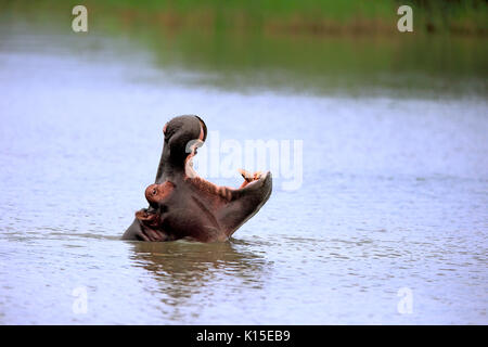 Hippo (Hippopatamus amphibius), Erwachsener, in Wasser, bedrohlich, Gähnen, Porträt, Saint Lucia Estuary, Isimangaliso Wetland Park Stockfoto