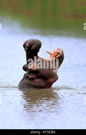 Hippo (Hippopatamus amphibius), Erwachsener, in Wasser, bedrohlich, Gähnen, Porträt, Saint Lucia Estuary, Isimangaliso Wetland Park Stockfoto