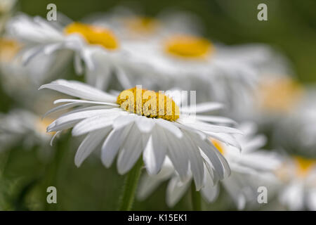 Magerwiesen-Margeriten (Leucanthemum vulgare), Blumen, Garten, Oelsnitz im Vogtland, Sachsen, Deutschland Stockfoto