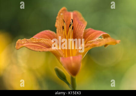 Orange Tag - Lily (Hemerocallis fulva), Blume, Garten, Oelsnitz im Vogtland, Sachsen, Deutschland Stockfoto