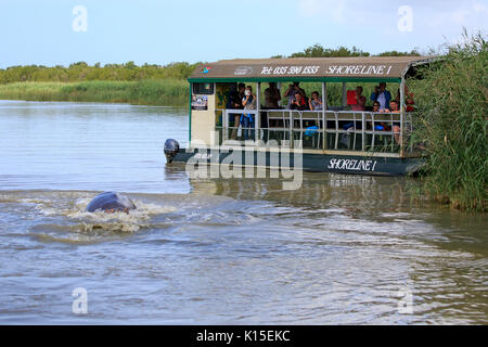 Touristenboot, Flusspferde (Hippopatamus amphibius), St. Lucia, St. Lucia Estuary, Isimangaliso Wetland Park, Kwazulu Natal. Stockfoto