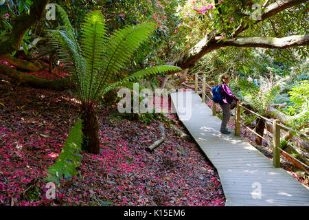 Baumfarn und Blütenblätter der Rhododendron auf dem Boden sind, die Verlorenen Gärten von Heligan, in der Nähe von St Austell, Cornwall, England, Vereinigtes Königreich Stockfoto