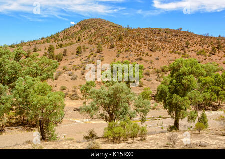 Dry Creek Bed in Wilpena Pound - Flinders Ranges, SA, Australien Stockfoto