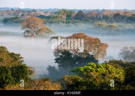 Morgen Nebel im Wald im nördlichen Pantanal Stockfoto