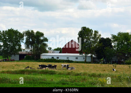 Kühe grasen in einem Feld zu einer Molkerei in der nordöstlichen Wisconsin kleine Stadt von Dänemark. Stockfoto