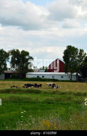 Kühe grasen in einem Feld zu einer Molkerei in der nordöstlichen Wisconsin kleine Stadt von Dänemark. Stockfoto