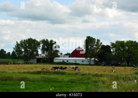 Kühe grasen in einem Feld zu einer Molkerei in der nordöstlichen Wisconsin kleine Stadt von Dänemark. Stockfoto