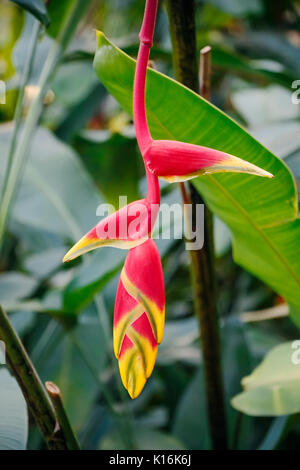 Hängende close-up Heliconia Rostrata mit hinterlässt. Stockfoto