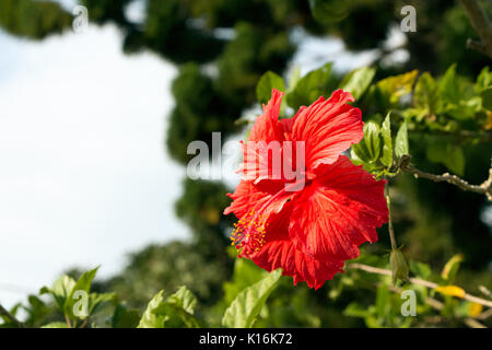 Schöne rote Hibiscus rosa-sinensis mit grünen Blättern Stockfoto