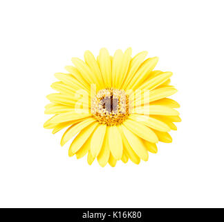 Gelbe African Daisy auf weißem Hintergrund Stockfoto