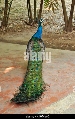 Die indischen Pfau ist ein Bewohner Züchter über den Indischen Subkontinent und in den Trockner Tiefebenen, die von Sri Lanka gefunden. Stockfoto