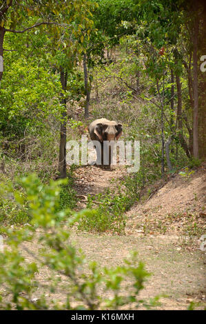 Der Elefant ist das größte Landtier, obwohl die Asiatischen Elefanten etwas geringer ist als ihre afrikanischen Cousin. Stockfoto