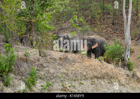 Der Elefant ist das größte Landtier, obwohl die Asiatischen Elefanten etwas geringer ist als ihre afrikanischen Cousin. Stockfoto