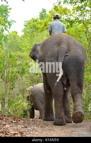 Ein mahout ist eine Person, die Fahrten ein Elefant. Stockfoto