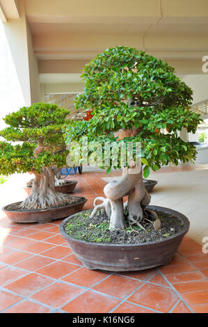 Bonsai können von nahezu jedem mehrjährig Woody - aufgehaltene Baum oder Strauch Arten erstellt werden. Stockfoto