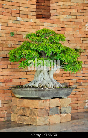 Bonsai können von nahezu jedem mehrjährig Woody - aufgehaltene Baum oder Strauch Arten erstellt werden. Stockfoto