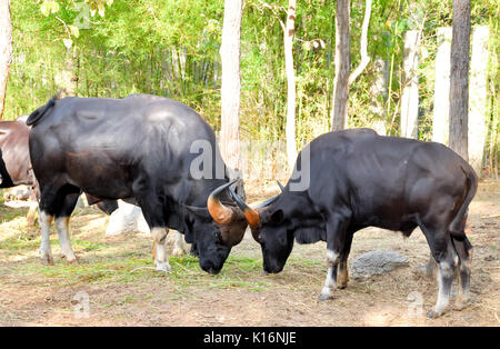 Der Junge gaur Kampf mit einem großen gaur Herde zu konkurrieren Stockfoto