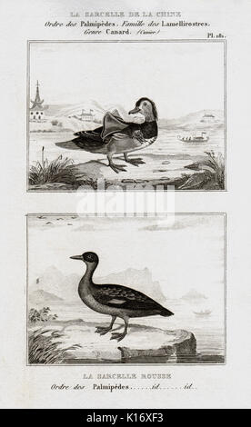 Antike Tier Drucken eines chinesischen Ente von Graf de Buffon Histoire Naturelle, Generale et Particliere, C. 1780 Stockfoto