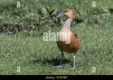 Volle Länge Bild einer fulvous Pfeifen Ente stehend auf dem Gras auf der Suche nach Links und gedehnt bis Stockfoto