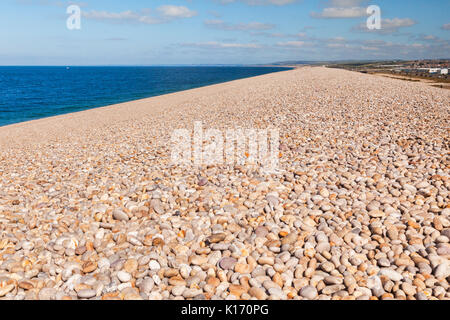 Einige der Steine von Chesil Beach, Dorset, England, UK, die für 18 Kilometer erstreckt. Stockfoto