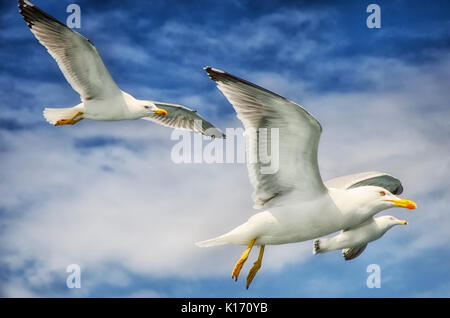 Möwen fliegen in den Himmel über dem Berg Athos Stockfoto