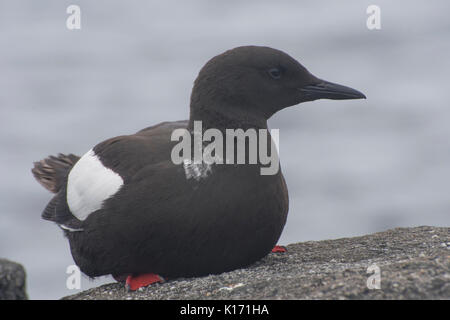 Gryllteiste Nahaufnahme Stockfoto