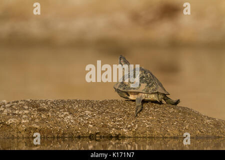 Indische Red-Crowned Dach Turtle (kachuga Batagur) in der Chambal River in der Nähe von Dholpur, Rajasthan. Stockfoto