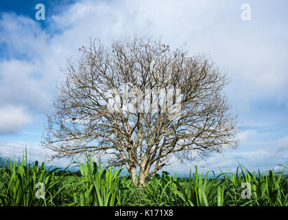 Baum ohne Blätter Stockfoto