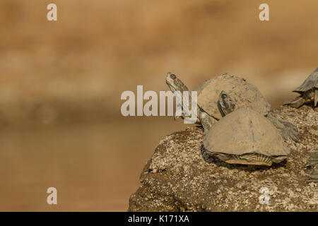 Indische Red-Crowned Dach Turtle (kachuga Batagur) in der Chambal River in der Nähe von Dholpur, Rajasthan. Stockfoto