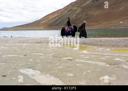 Touristische reiten Yak in Pangong See in Leh, Ladakh, Jammu und Kaschmir, Indien Stockfoto