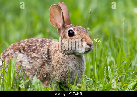 Adorable östlichen Cottontail (Sylvilagus Floridanus) Kaninchen in der Dämmerung Stockfoto