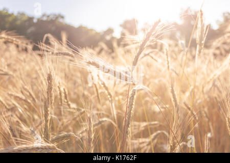 Weizenfeld im späten Nachmittag Sommer Sonne zur Ernte bereit Stockfoto