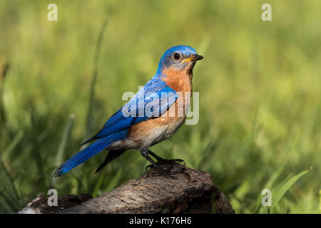 Schönen männlichen Eastern Bluebird (Sialia sialis) Portrait auf verwitterte Birke mit Federn anschaulich Leuchten in der Morgensonne gehockt Stockfoto