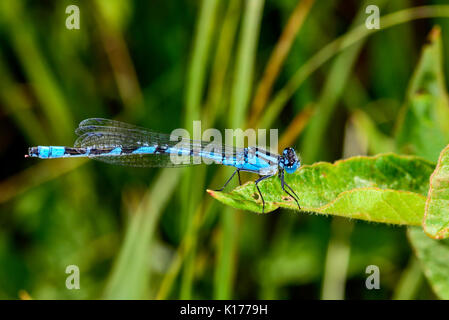 Gemeinsamen blue damselfly Stockfoto
