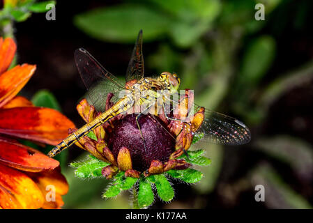 Gelb - winged Darter Stockfoto