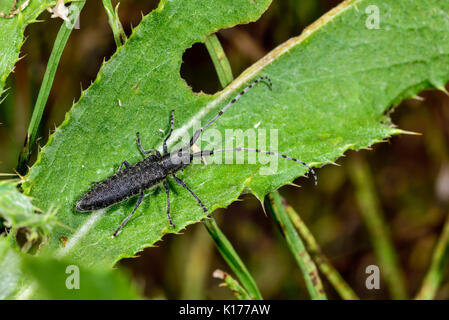 Agapanthia villosoviridescens Stockfoto