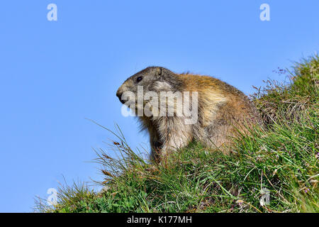 Alpine marmot Stockfoto