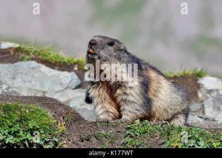 Alpine marmot Stockfoto