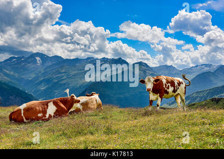 Alp Kühe auf der Weide Stockfoto