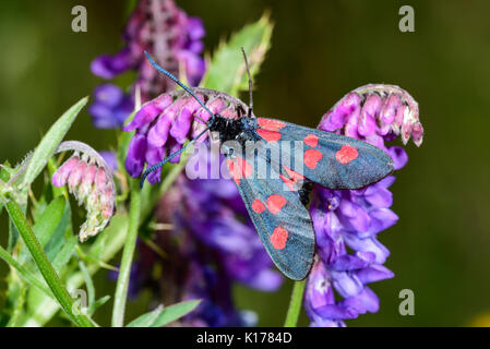 Eng begrenzt 5-spot Burnet Stockfoto