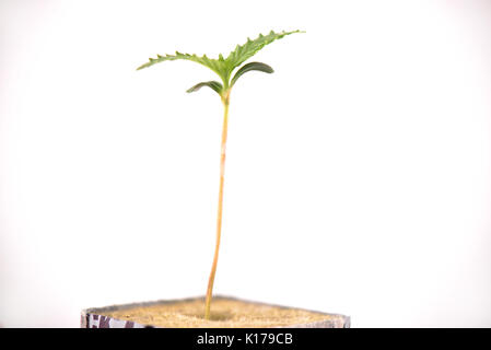 Makro Detail von Cannabis sprießen auf einem Würfel mit den ersten beiden Blätter wachsen, auf weißem Hintergrund Stockfoto
