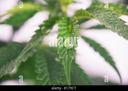 Makro Detail der Cannabispflanze mit frischen grünen Blättern und Wassertropfen über Weiß-medizinisches Marihuana Landwirtschaft Konzept isoliert Stockfoto
