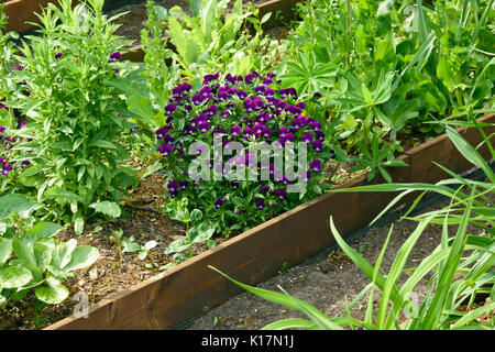 Gehörnte Stiefmütterchen (Viola cornuta) Stockfoto