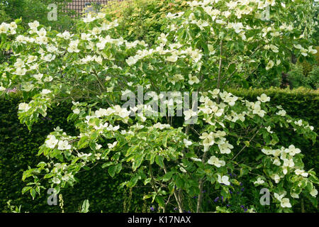 Japanischer Hartriegel (cornus Kousa habe Nus) Stockfoto