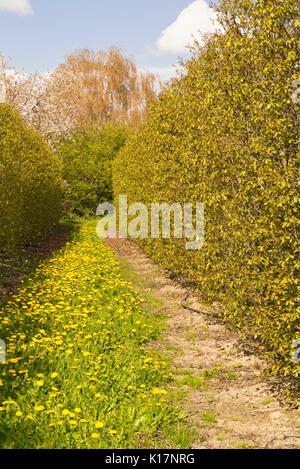 Persische ironwood (Parrotia persica) und Löwenzahn (Taraxacum) Stockfoto