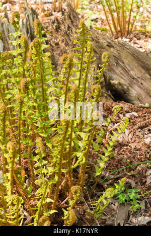 Goldener Schild Farne (dryopteris affinis) Stockfoto