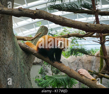 Ein wiesel spielen auf einem Baum in den Zoo. Close Up. Stockfoto