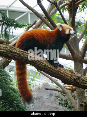 Ein wiesel spielen auf einem Baum in den Zoo. Close Up. Stockfoto