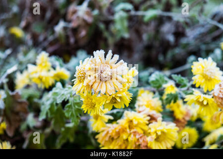 Frost bedeckt Topf Ringelblume (Calendula officinalis) Stockfoto
